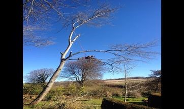 Tree Surgeons in Richmond