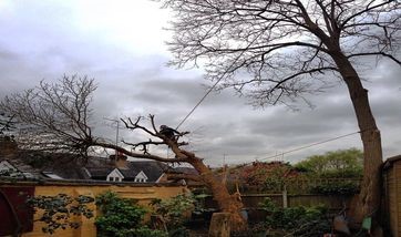 Tree surgeons Wandsworth