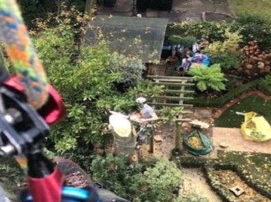 Tree surgery in Richmond