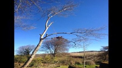 Tree surgery in Putney