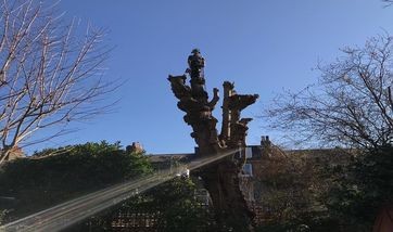 Long-term tree management programme launched in Roehampton. Annual surveys, prioritised works and full compliance support for housing providers. Enquire about contracts. Tree inspection and maintenance programme for Roehampton housing association