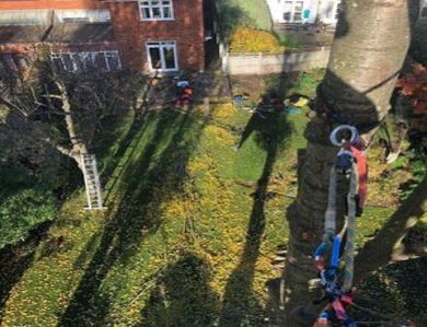 TPO support in Wimbledon Park for works on a protected beech tree. Full arboricultural report and planning liaison provided. Get expert help with your TPO application. Arborist completing Tree Preservation Order application and assessment for protected beech tree in Wimbledon Park
