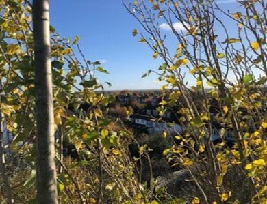 Winter tree safety checks underway across South West London. Identify structural defects, heavy canopies and wind risks before storms hit. Book your winter assessment. Arborist conducting winter tree safety inspection for storm-risk assessment in South West London