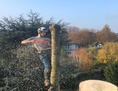 Tree Surgeons Westminster — Putney Tree Surgeons Putney Tree Surgeons crew working on an oak tree in south west London
